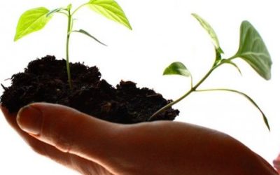 Diritto Camerale 2025: Cosa Cambia e Come Gestirlo